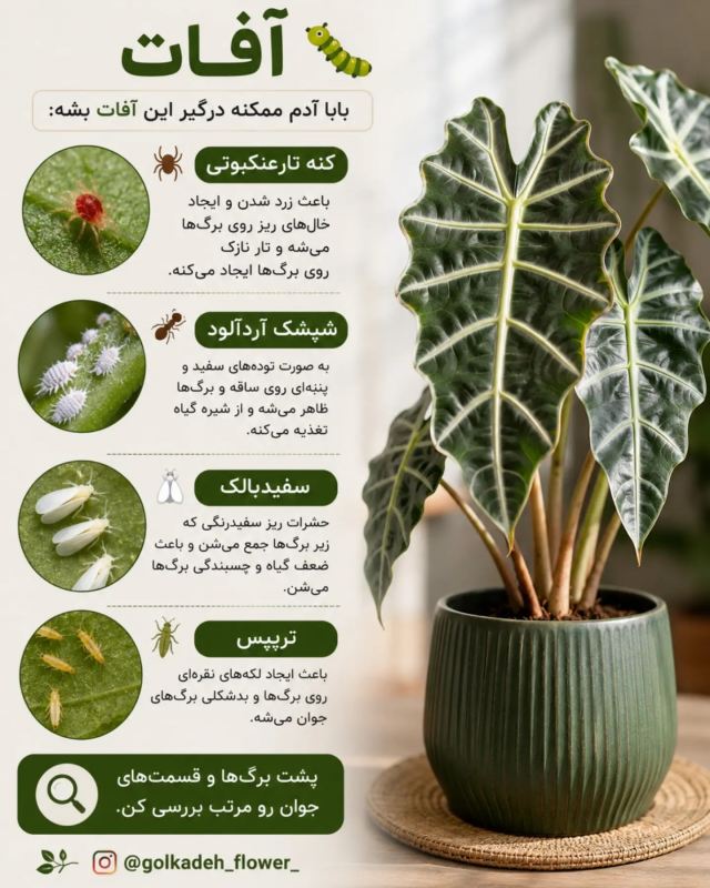 راهنمای جامع نگهداری بابا آدم (آلوکازیا) در خانه ؛ از آبیاری تا رطوبت دهی
