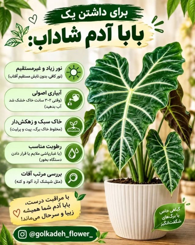 راهنمای جامع نگهداری بابا آدم (آلوکازیا) در خانه ؛ از آبیاری تا رطوبت دهی