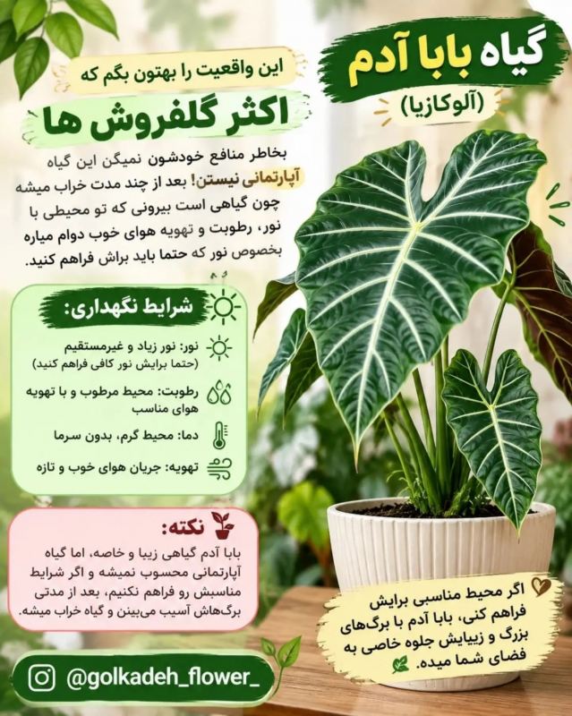 راهنمای جامع نگهداری بابا آدم (آلوکازیا) در خانه ؛ از آبیاری تا رطوبت دهی