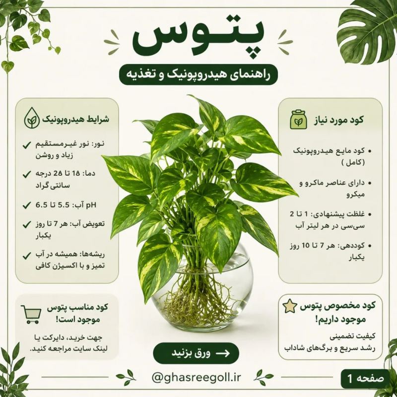 ۸ گیاهی که می توانید در آب پرورش دهید!!
