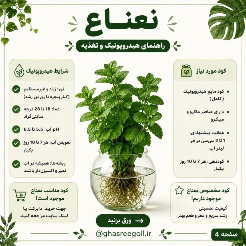 ۸ گیاهی که می توانید در آب پرورش دهید!!