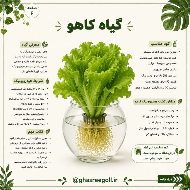 ۸ گیاهی که می توانید در آب پرورش دهید!!