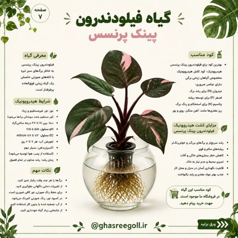 ۸ گیاهی که می توانید در آب پرورش دهید!!