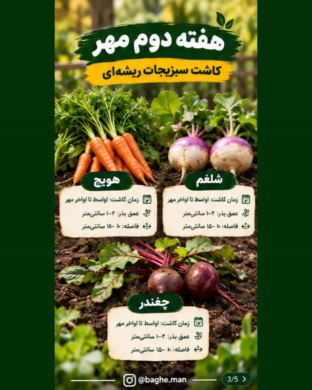 تقویم کاشت سبزیجات در مهرماه ؛ این سبزیها را حتماً بکارید