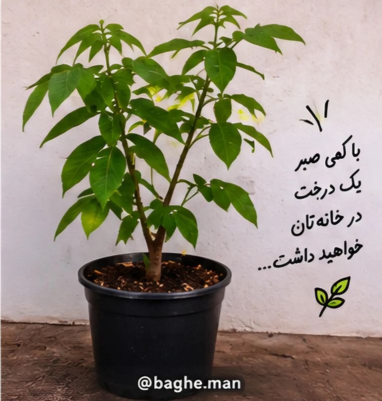 آموزش کاشت گردو در گلدان با چند مرحله ساده و بدون دردسر