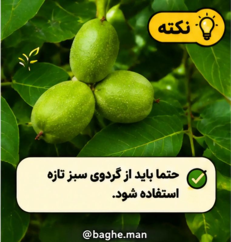 آموزش کاشت گردو در گلدان با چند مرحله ساده و بدون دردسر