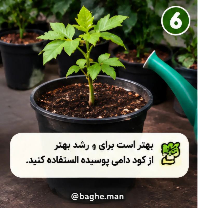 آموزش کاشت گردو در گلدان با چند مرحله ساده و بدون دردسر