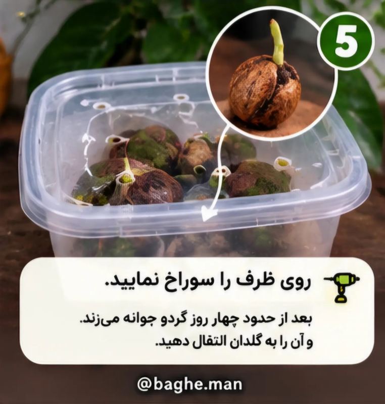آموزش کاشت گردو در گلدان با چند مرحله ساده و بدون دردسر