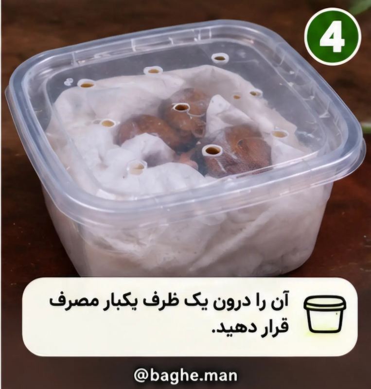 آموزش کاشت گردو در گلدان با چند مرحله ساده و بدون دردسر