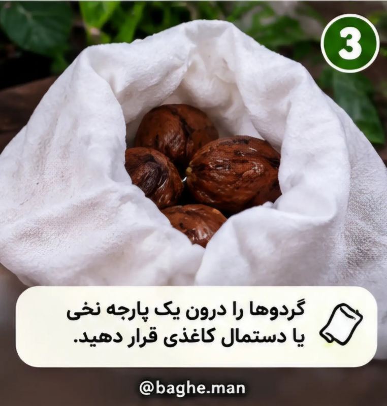 آموزش کاشت گردو در گلدان با چند مرحله ساده و بدون دردسر