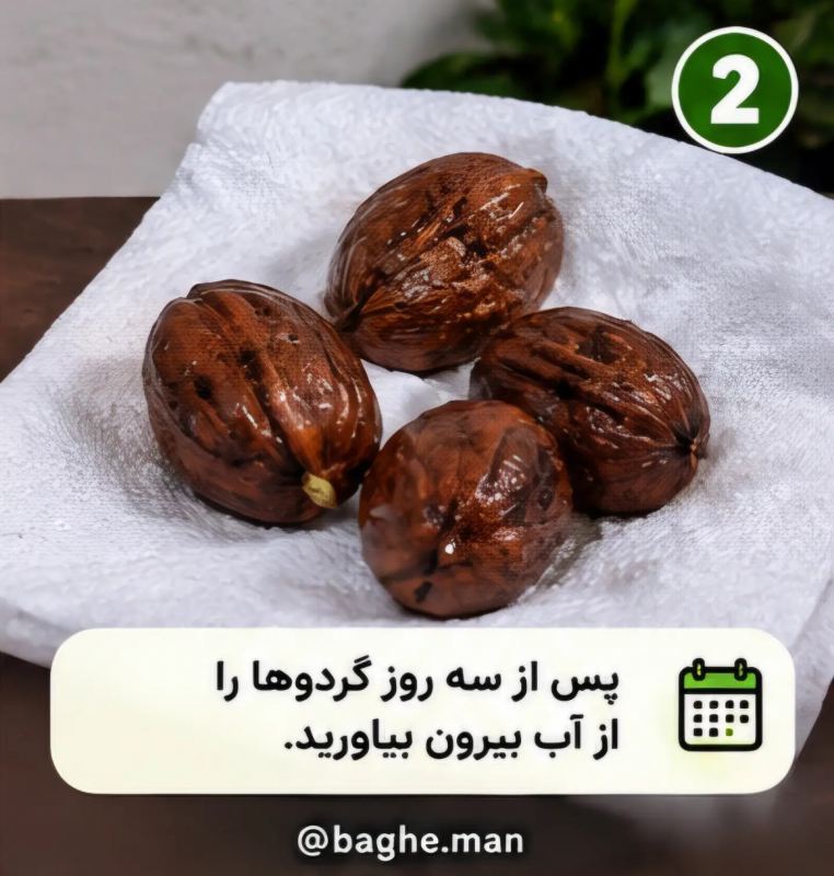 آموزش کاشت گردو در گلدان با چند مرحله ساده و بدون دردسر