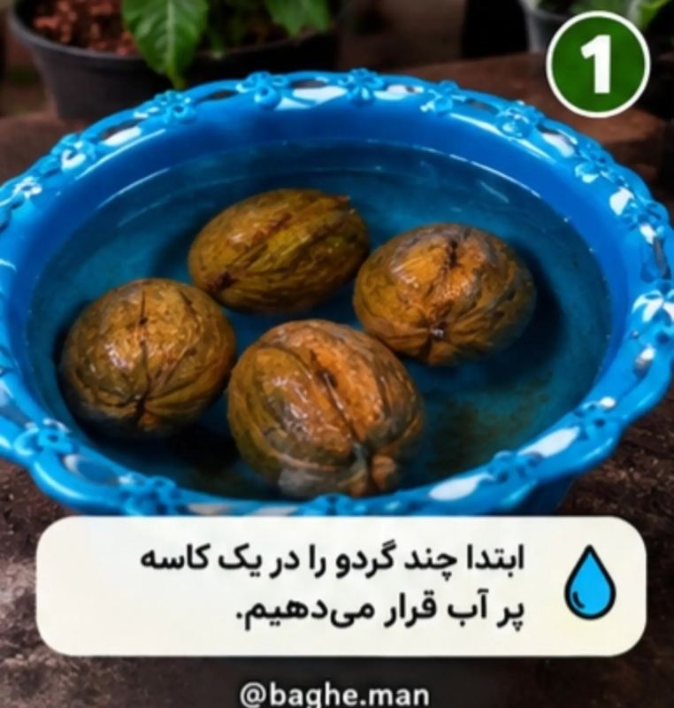 آموزش کاشت گردو در گلدان با چند مرحله ساده و بدون دردسر