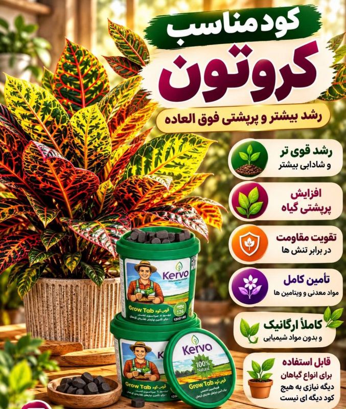 همه چیز درباره نگهداری کروتون؛ زیباترین گیاه برگ رنگی