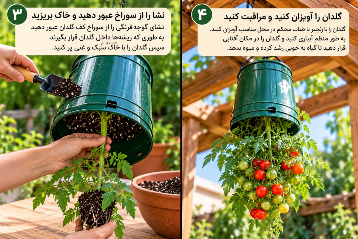 آموزش کاشت وارونه گوجه فرنگی؛ ایده ای جذاب برای خانه های آپارتمانی