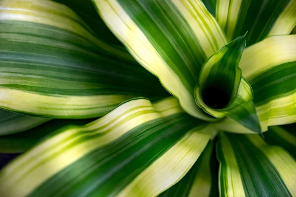 تکثیر دراسنا رفلکسا