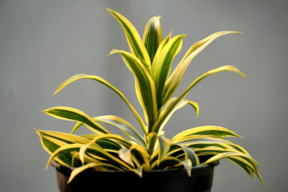 ویژگی های دراسنا رفلکسا