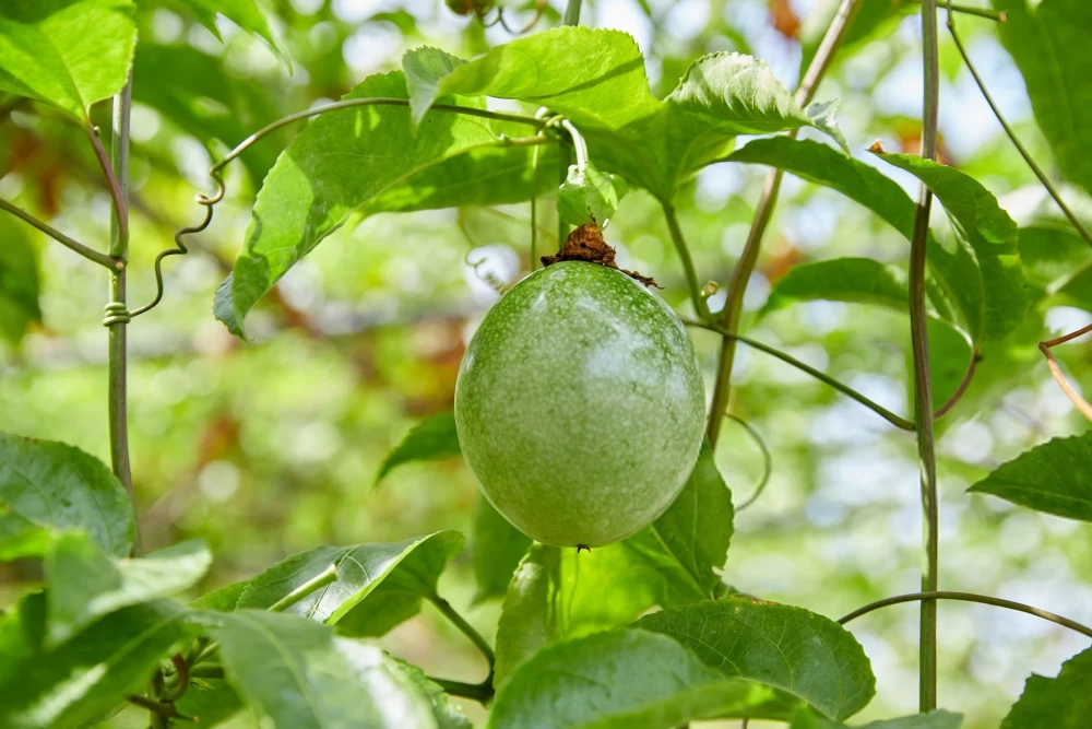 کاشت هسته پشن فروت