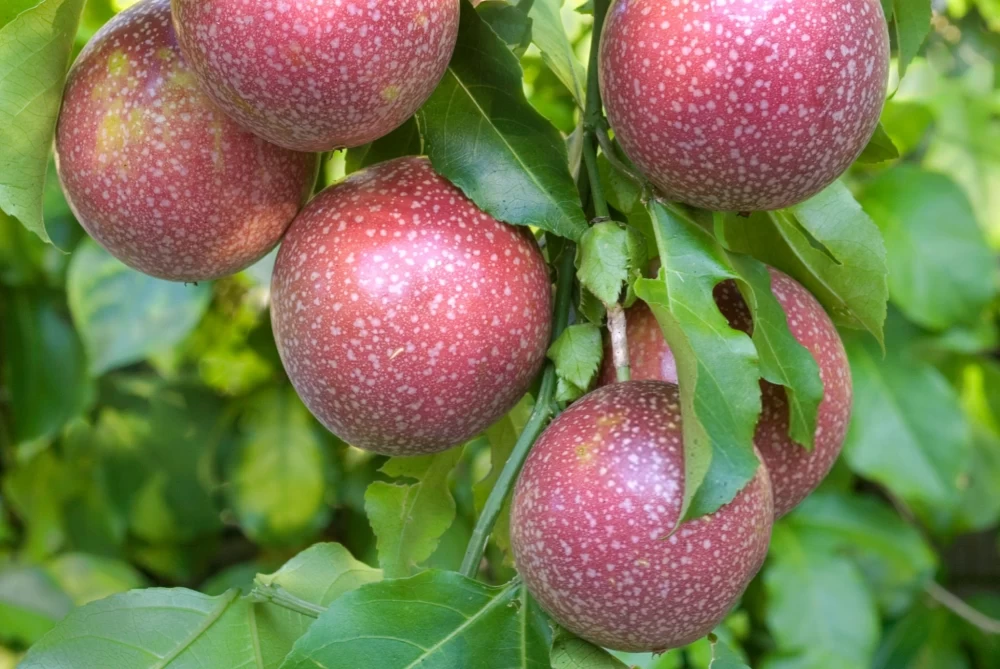 کاشت میوه پشن فروت