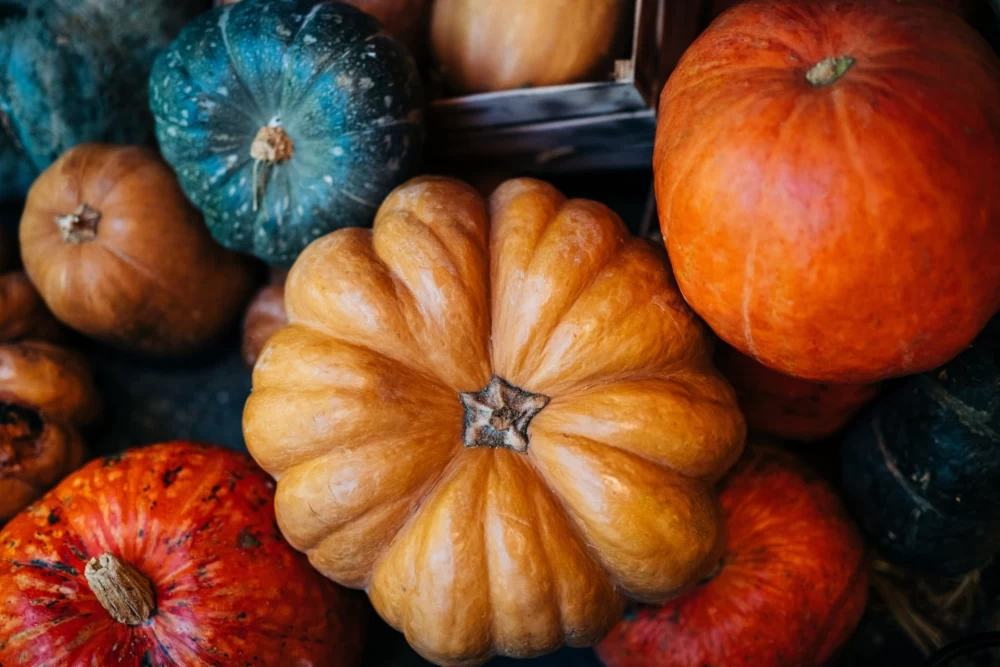 راهنمای تشخیص کدو حلوایی شیرین