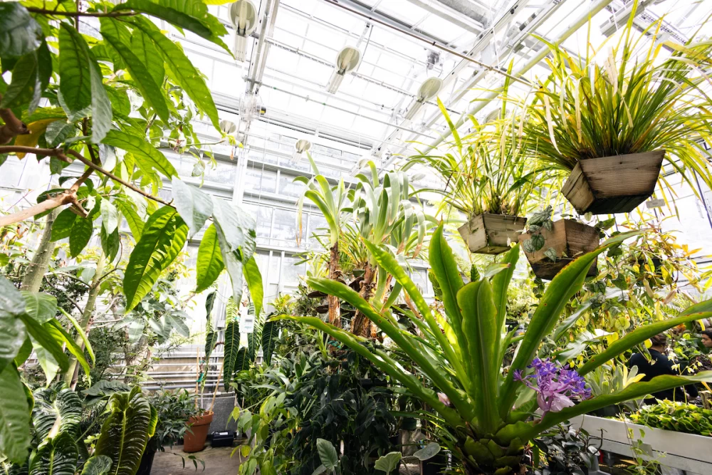 انتقال گیاهان از گلخانه به خانه