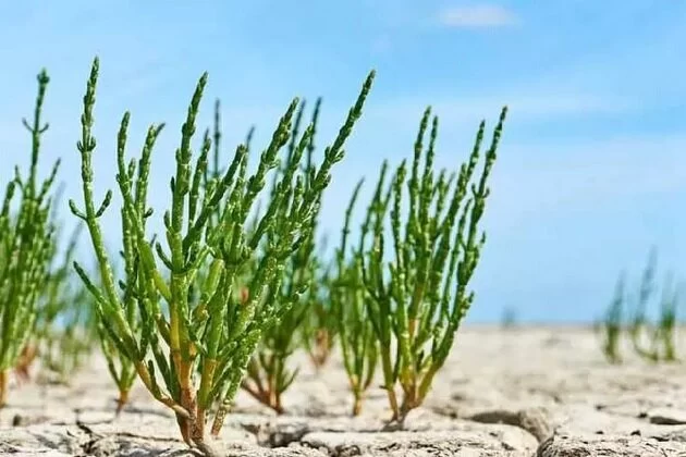گیاهان شورپسند