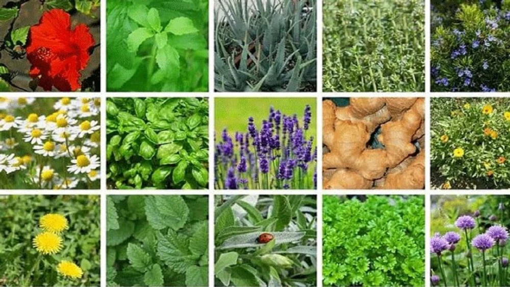 طبقه بندی گیاهان