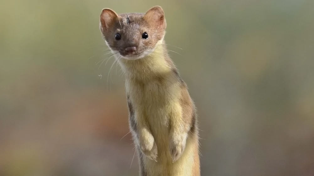 انواع راسو