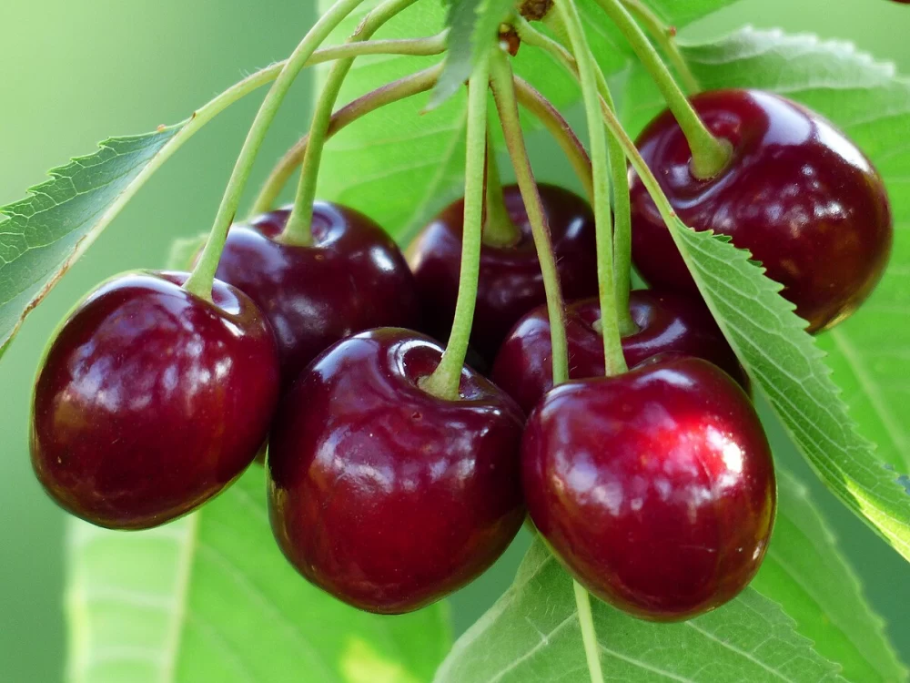 درخت گیلاس