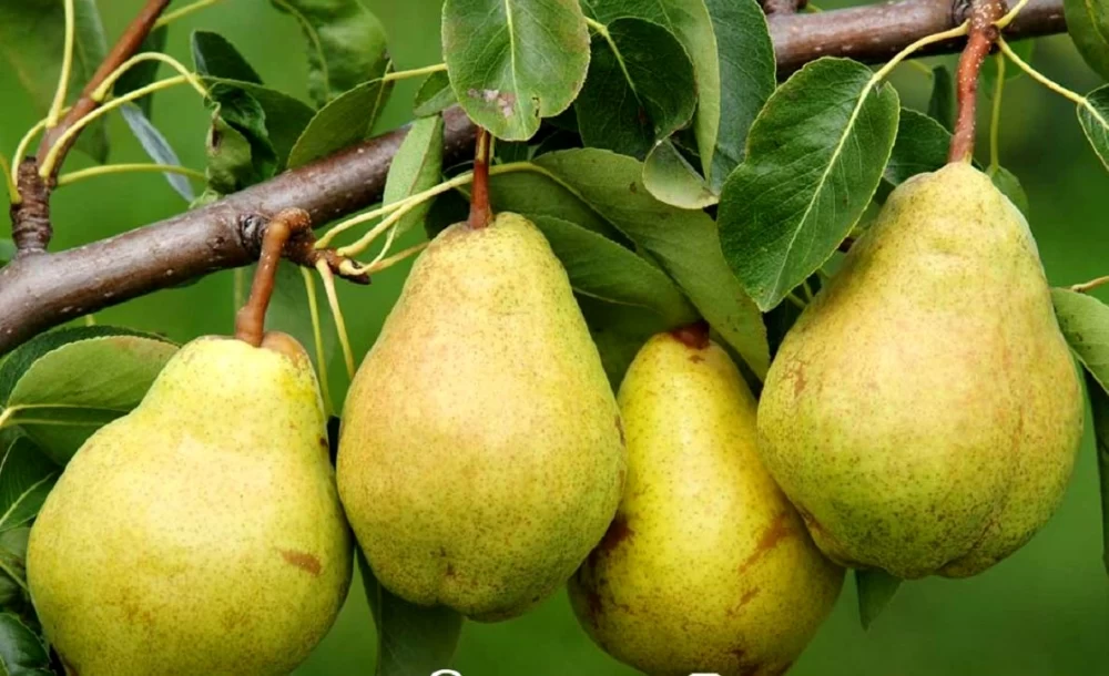درخت گلابی