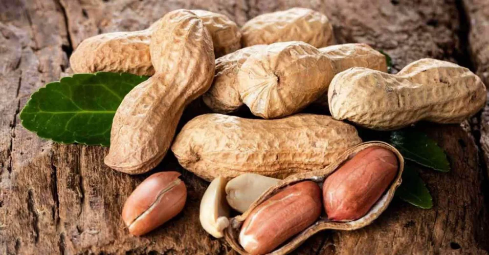 بادام زمینی