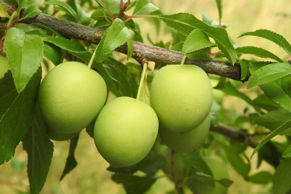درخت گوجه سبز