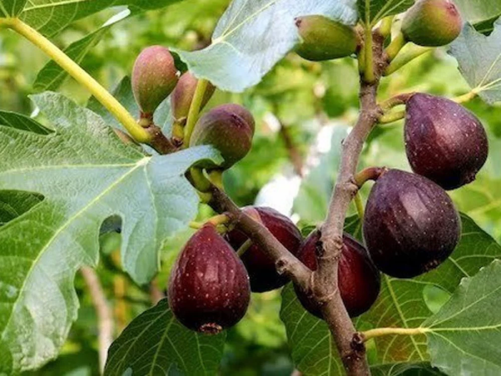 درخت انجیر