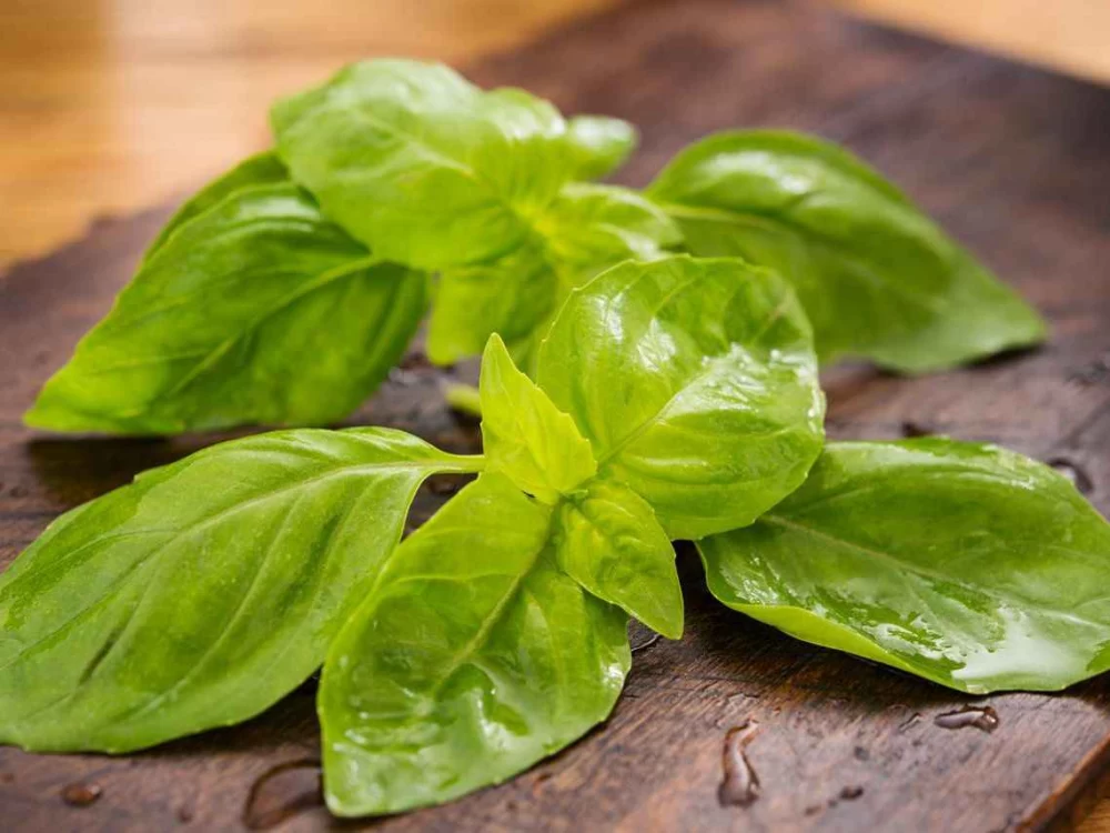 مضرات ریحان