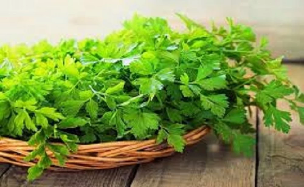 مضرات جعفری