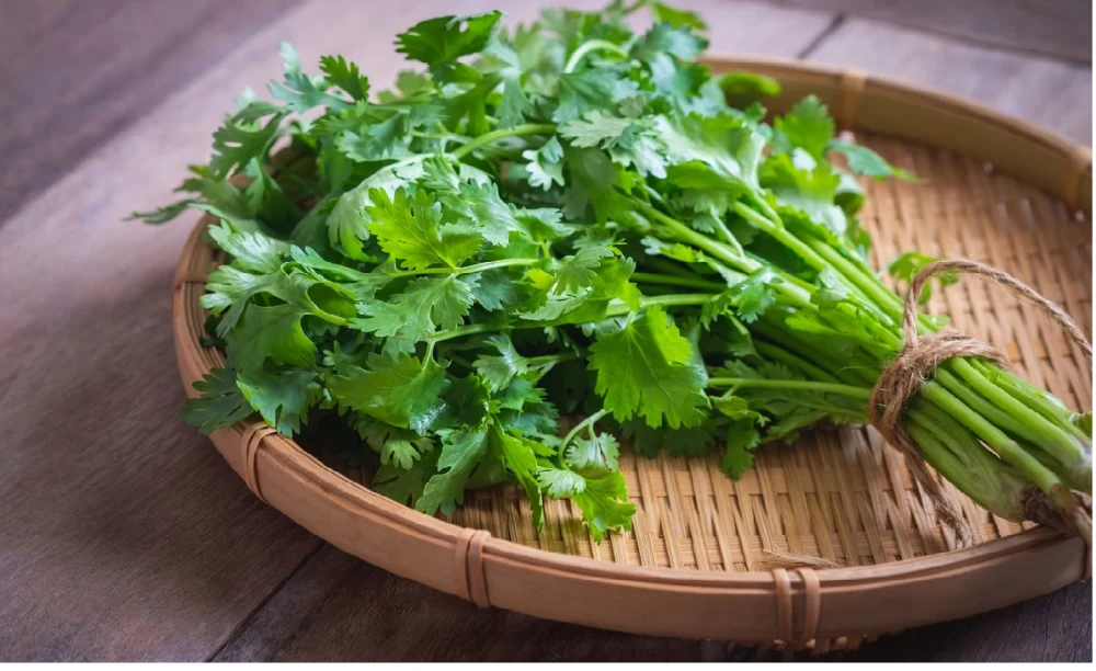 مضرات گشنیز