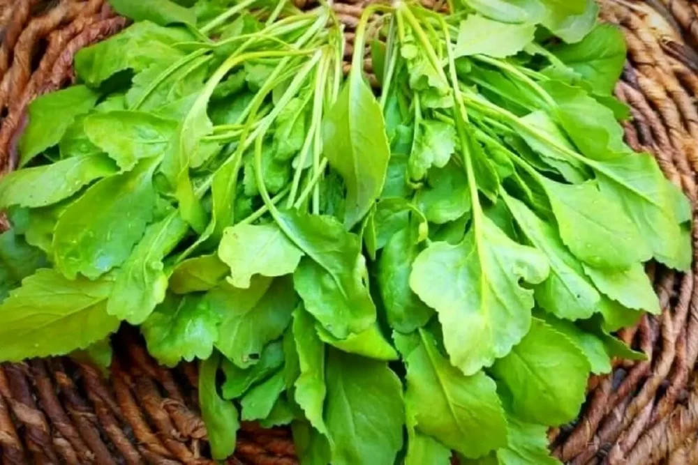 سبزی شاهی
