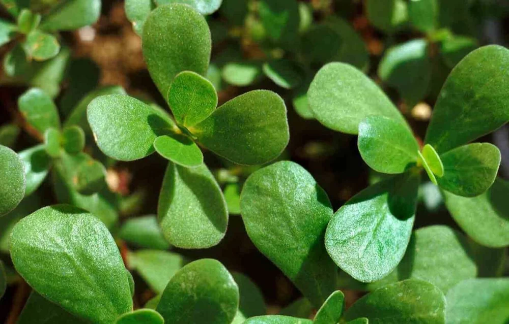  مضرات سبزی خرفه