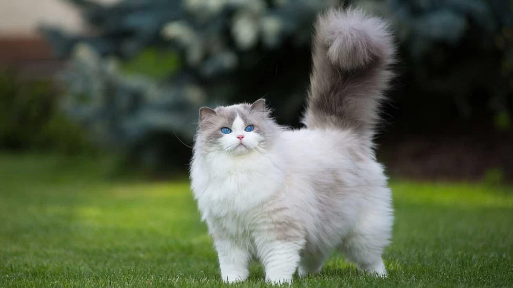گربه نژاد پرشین