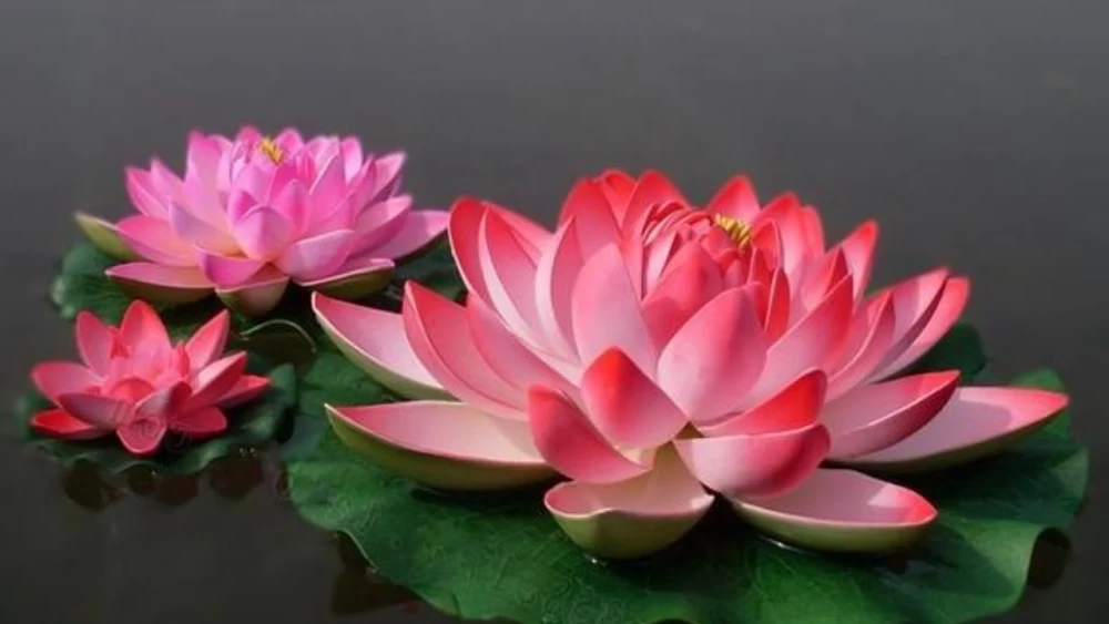 گل لاله مردابی