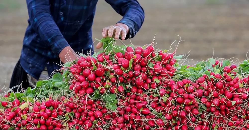عوارض برگ تربچه