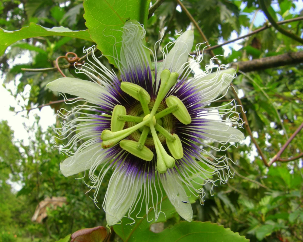 گل ساعتی