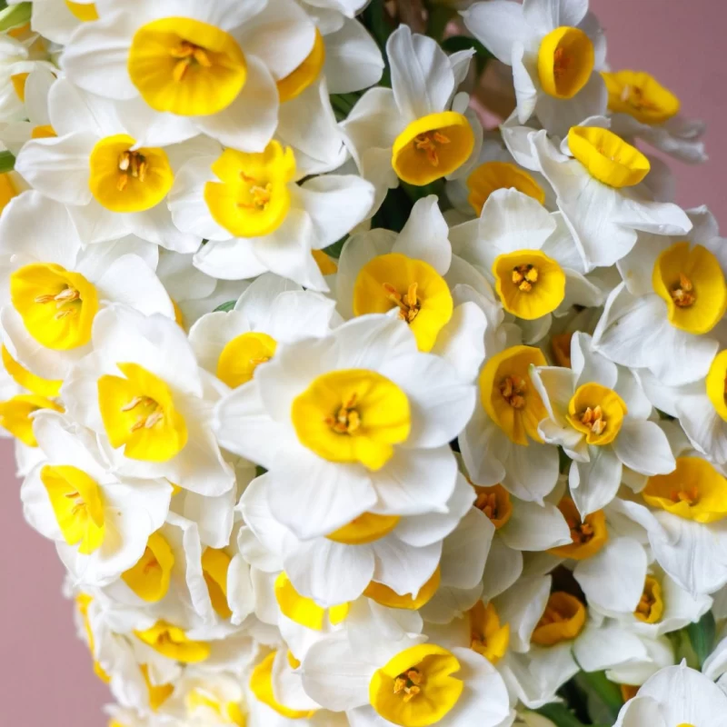 اسم گل برای دختر