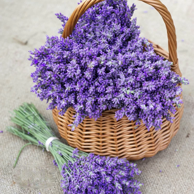 اسطوخدوس فرانسوی