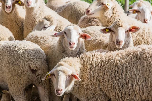 صدای گله گوسفند