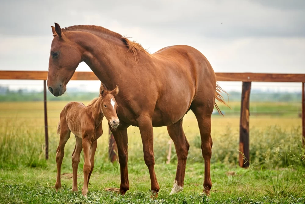  عکس اسب واقعی