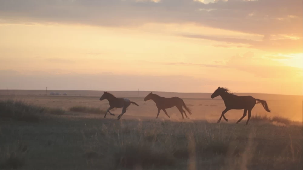  عکس اسب واقعی