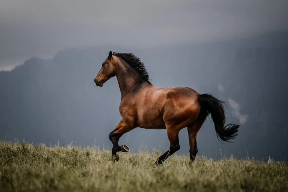  عکس اسب واقعی