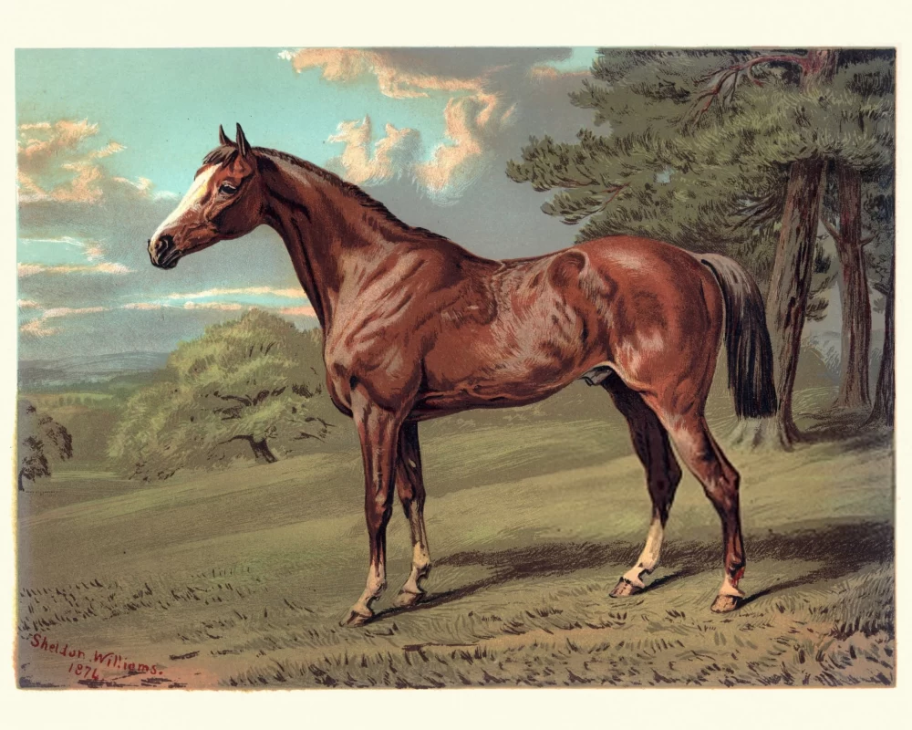  عکس اسب واقعی