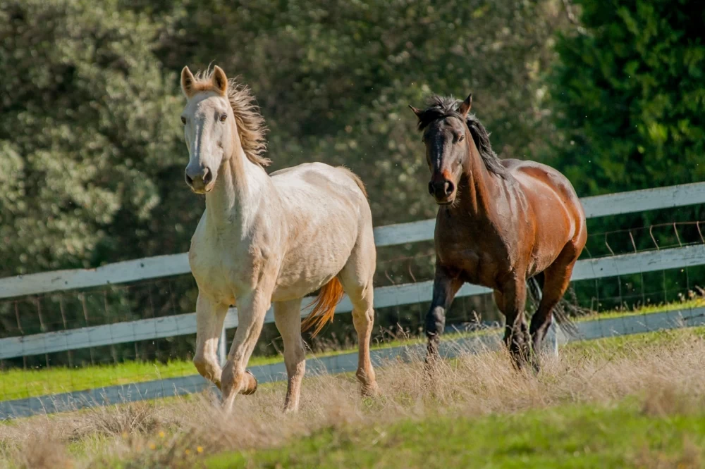  عکس اسب واقعی