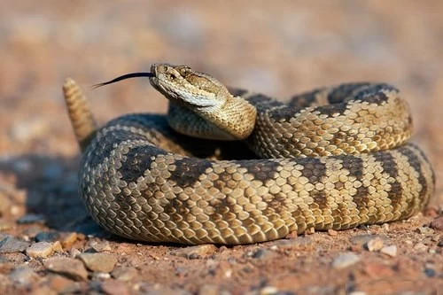 صدای مار زنگی